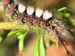Black And Red Spiky Caterpillar California Other Colors At Cabrillo National Monument U S National Park Service