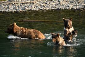 Southern bears would like to invite you to a bigger and. A Close Look Bears Fish For Salmon On The Kenai River Anchorage Daily News