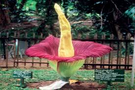 Bunga Bangkai dan Rafflesia arnoldi, Serupa Tapi Tak Sama - Trubus