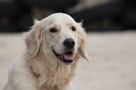 600+ White Puppy Running With A Stick Stock Photos, Pictures & Royalty-Free  Images