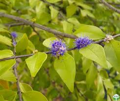 Image result for Memecylon