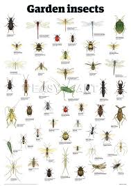 garden insect identification chart if you know the right