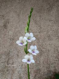 Image result for Asystasia vogeliana