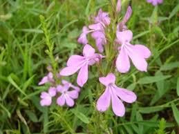 Image result for Striga aspera