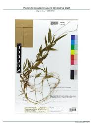 Image result for Pseudechinolaena polystachya