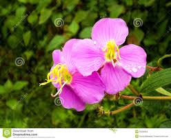 Pink Flower Stock Image Image Of Usually Background 55506563 Flowers Pink Flowers Pink