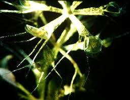 Image result for Aldrovanda vesiculosa