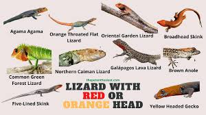 Lizards are omnivores, which means their diet consists of both animal and plant matter, including fruits and vegetables. What Lizard With An Orange Or Red Head 10 Kinds With Photos