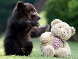 Can You Make It Through This Post Without Squealing Cute Animals Cute Baby Animals Baby Animals