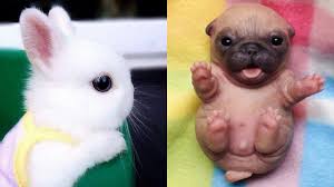 We are sharing photos of their top 20 cutest in. Cute Baby Animals Videos Compilation Cute Moment Of The Animals Cutest Animals 5 Youtube
