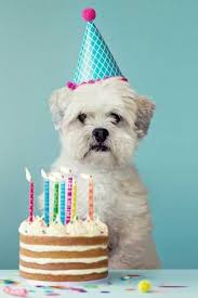 Fun Things To Do On Your Dog S Birthday Top Activities For Dog Birthday Parties Wag Dog Birthday Party Happy Birthday Dog Dog Birthday Pictures