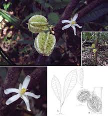 Image result for Achariaceae