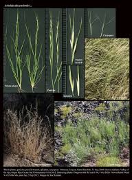 Image result for Aristida canescens