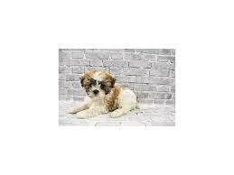Most of our dogs are 10 pounds or less in weight. Shih Tzu Puppies Petland Jacksonville Florida