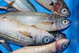 Image result for Boops boops