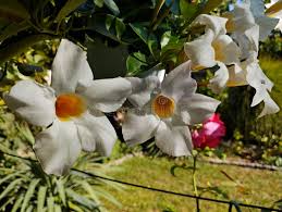 Image result for dipladenie amonea