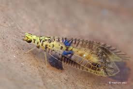 Black And Yellow Dragonfly With Long Tail Lacewing Glenochrysa Sp By Melvynyeo Deviantart Com On Deviantart Lacewing Beautiful Bugs Insects