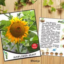 Keunikan ini bisa dilihat dari bagian kelopaknya yang akan terus menghadap ke arah giant sun gold merupakan salah satu jenis bunga matahari yang memiliki ukuran yang cukup besar. Jual Sunflower Giant Murah Harga Terbaru 2021