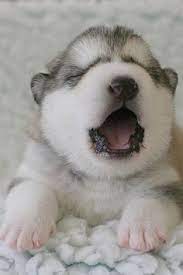 Alaskan Malamute Puppy Alaskan Malamutes Golden Retrievers Are The All Time Cutest Puppies In The Wor Malamute Dog Alaskan Malamute Puppies Malamute Puppies