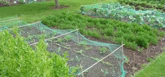 How do i turn dirt into grass. How To Start A New Garden Bed Removing Grass For A Garden The Old Farmer S Almanac