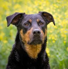 Grooming is just the start when it comes to providing a healthy home life for these dogs. Rottweiler Mix The Most Popular Rottie Cross Breeds