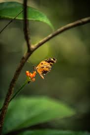 The axis of the inflorescence. Butterflies Of The Amazon Fabio Nascimento