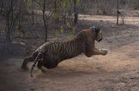 Image result for à¤›à¤²à¤¾à¤‚à¤— à¤²à¤—à¤¾à¤¨à¥‡ à¤µà¤¾à¤²à¥‡ à¤œà¥€à¤µ