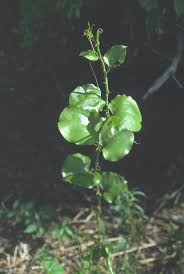 Image result for Barleria rotundifolia