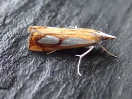 Image result for Catoptria pinella