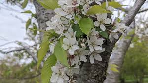 In the spring of 2019, the bloom in jackson park was eagerly anticipated. Jackson Park Cherry Blossoms Chicago Park District