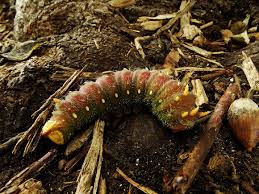 Some species are naturally confined by environment, weather, mating habits, food resources and the like while others see widespread expansion across most, or all, of north america. Imperial Moth Larvae Project Noah