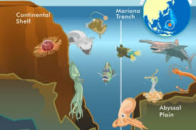 10 Weird Creatures From The Mariana Trench Mariana Trench Ocean Marianas Trench Weird Sea Creatures