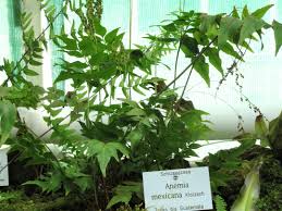 Image result for Anemia angolensis