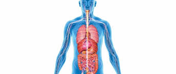… the human body contains five organs that are considered vital for survival. How Many Organs In The Body Could You Live Without Bbc Science Focus Magazine