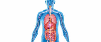 Jul 27, 2021 · latissimus dorsi is an expansive muscle located in the lower region of the back. How Many Organs In The Body Could You Live Without Bbc Science Focus Magazine
