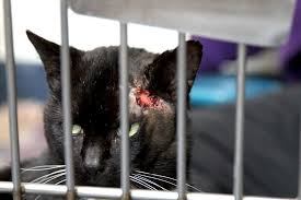 Do not clean the wound with hydrogen peroxide, witch hazel, or alcohol. Saving Augustus The Stray Cat With An Alarming Abscess Mayhew