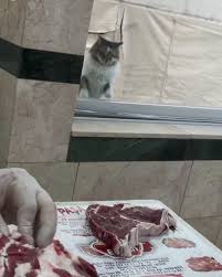 Gunde 5 Defa Mahalle Kasabinin Camina Patisiyle Vurup Et Istiyor Goruntuler Ile Kedi Marmaris