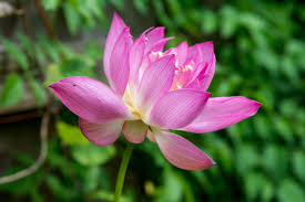 Image result for Nymphaea lotus