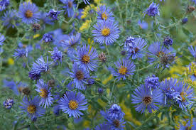 Purple filler flowers for bouquets. Filler Flowers For Wedding Bouquets
