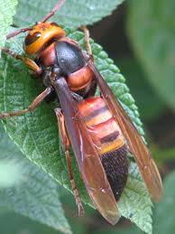 Black And White Wasp Sting Pin By Ken Kemp On Wasps In 2020 Insects Arthropods Wasp