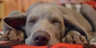 The most popular categories are dog sitting jobs , and cat sitting jobs , although you may find jobs looking for a pet sitter for birds. Overnight 24 Hour Pet Sitter Live In Pet Sitting For Dogs Cats Exotic Pets