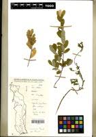 Image result for Phyllanthus beillei