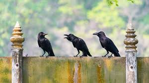 Animal Sex: News and Features - News and Scientific Articles on Live  Science | Live Science