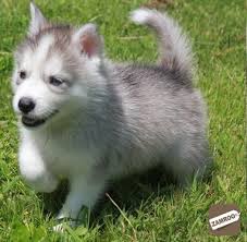 Great savings & free delivery / collection on many items. Siberian Husky Puppies Coimbatore Zamroo