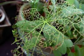Maybe you would like to learn more about one of these? How To Get Rid Of Grasshoppers In The Garden