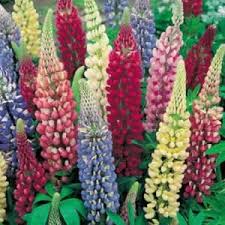 This will encourage a second flush of blooms later in the season. Lupins Lupinus Uses Benefits Nutritional Value Growing And Care Only Foods