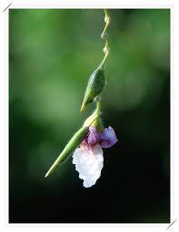 垂花水竹芋 一個人與花草的生活 隨意窩xuite日誌 plants flowers nature