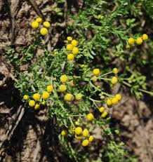 Image result for Schistostephium crataegifolium