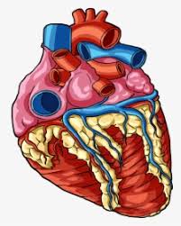 Human Heart Png Images Transparent Human Heart Image Download Pngitem Blood provides the body with oxygen and nutrients, as well as assists in the removal of metabolic wastes. human heart png images transparent