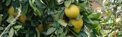 I'm going to have lots of lemons this year. Growing A Lemon Tree In Zone 5 Melinda Myers